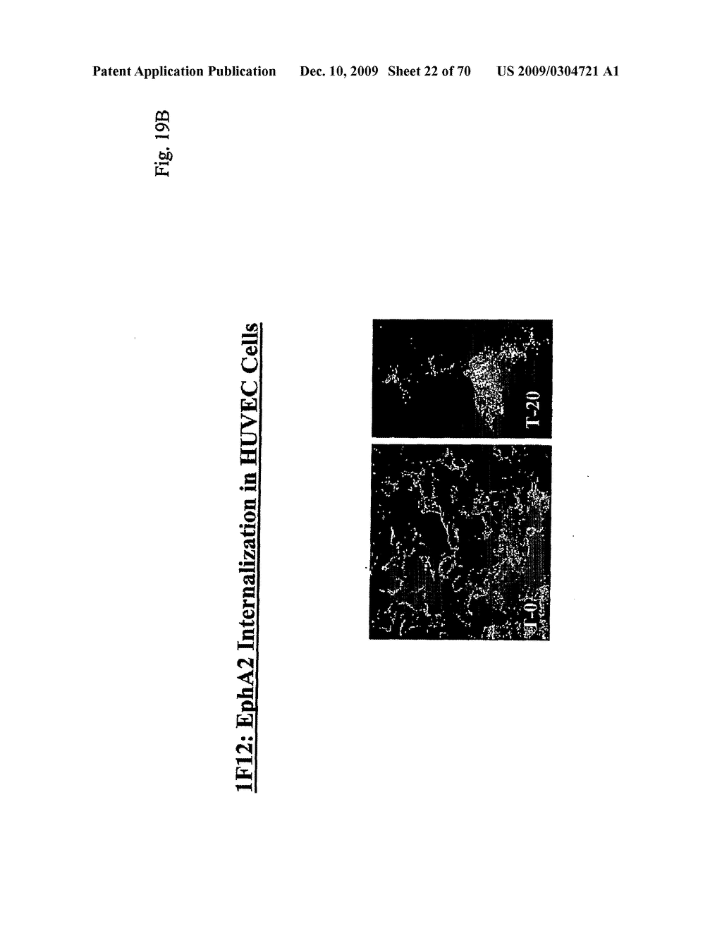 TOXIN CONJUGATED EPH RECEPTOR ANTIBODIES - diagram, schematic, and image 23