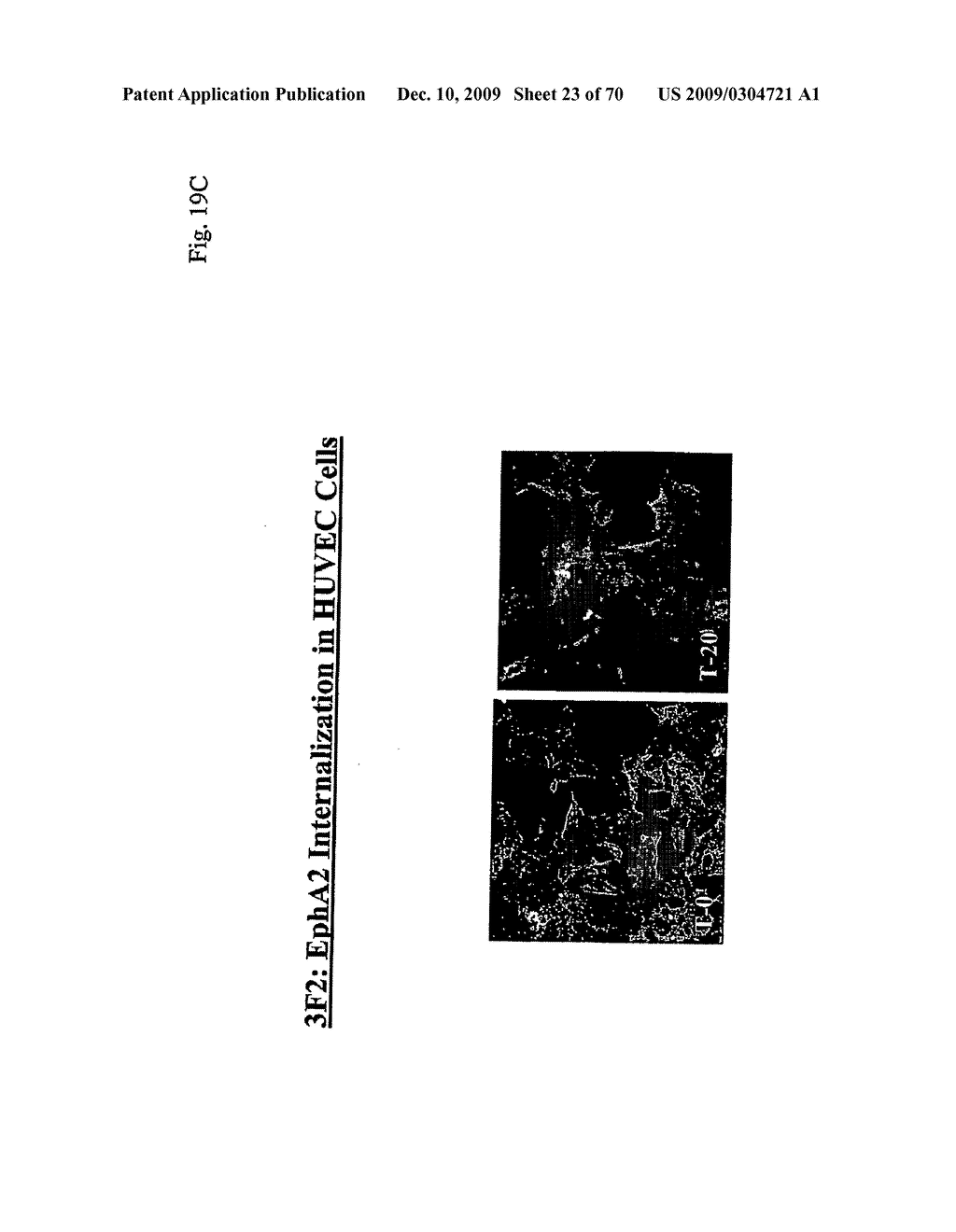 TOXIN CONJUGATED EPH RECEPTOR ANTIBODIES - diagram, schematic, and image 24