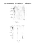 Vaccine comprising recombinant ct or lt toxin diagram and image