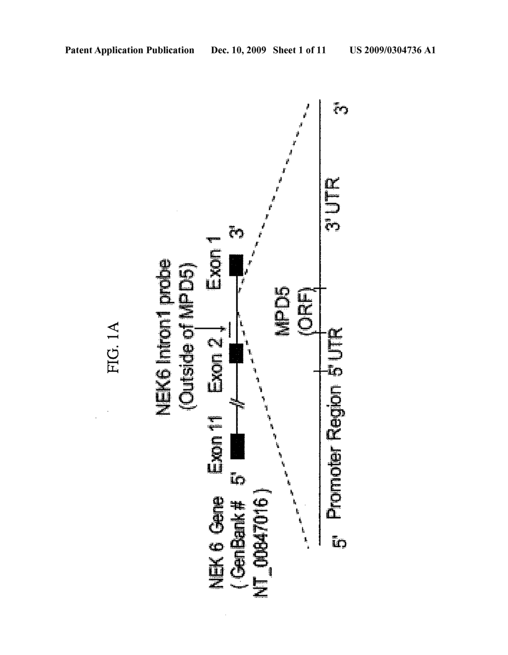 NOVEL TUMOR ANTIGENS ELICIT ANTI-TUMOR HUMORAL IMMUNE REACTIONS IN A SUBSET OF PATIENTS WITH POLYCYTHEMIA VERA - diagram, schematic, and image 02