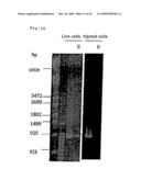 METHOD FOR DETECTION OF MICROORGANISM AND KIT FOR DETECTION OF MICROORGANISM diagram and image