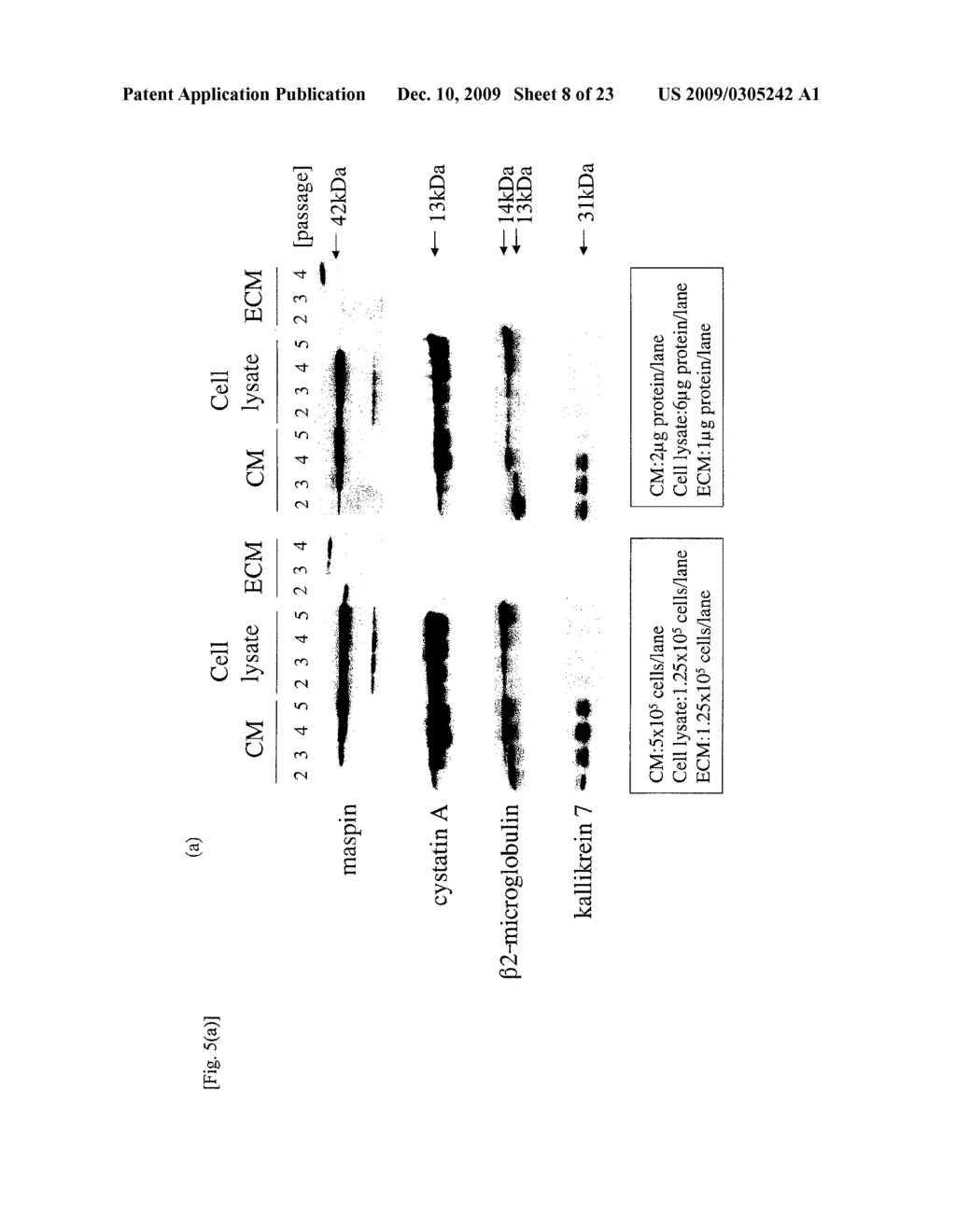 SKIN AGING MARKER AND TECHNIQUE FOR USE THEREOF - diagram, schematic, and image 09