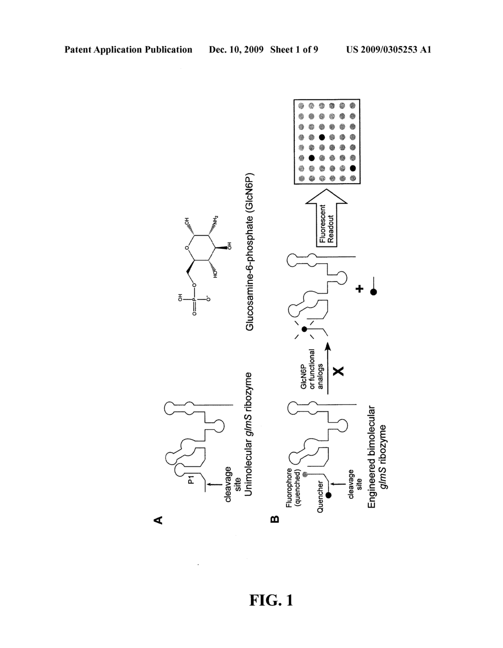 Methods and Compositions Related to the Modulation of Riboswitches - diagram, schematic, and image 02