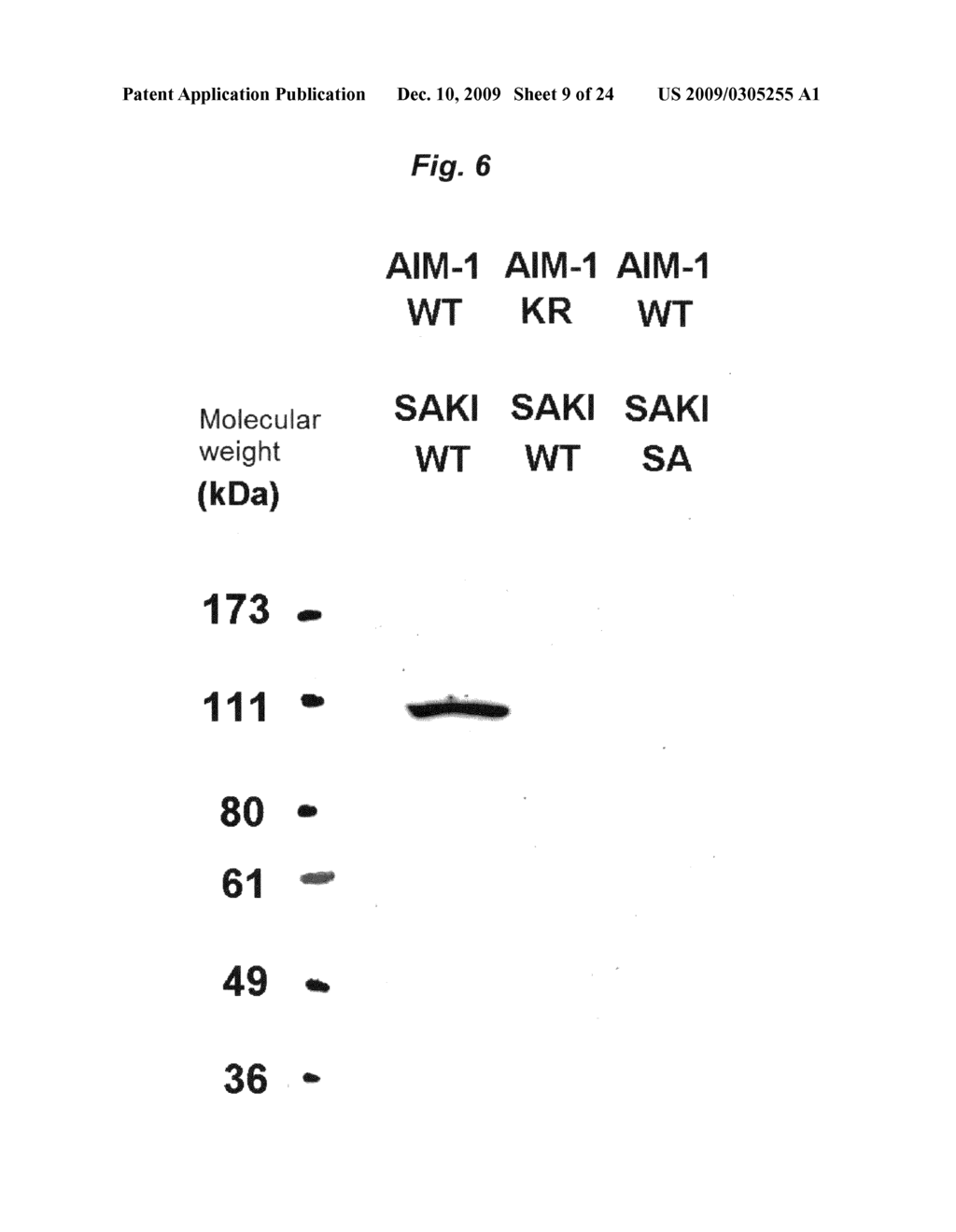  Substrate Protein for M-Phase Kinase and use Thereof - diagram, schematic, and image 10