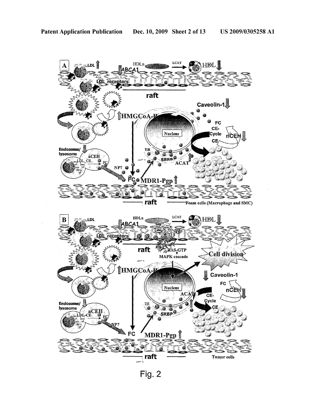 METHODS FOR THE DIAGNOSIS OF PROLIFERATIVE AND/OR CONFORMATIONAL DISEASES - diagram, schematic, and image 03