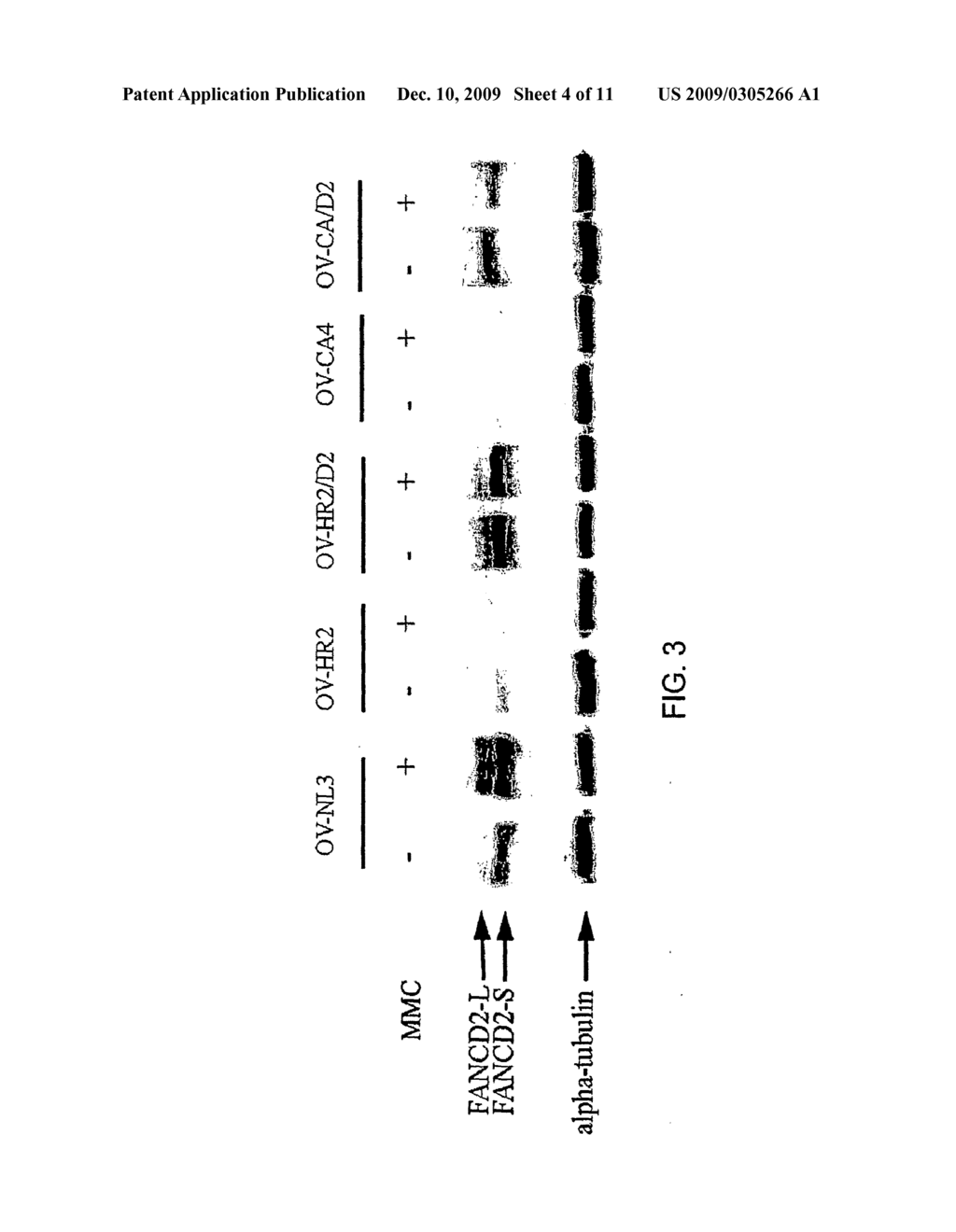 TEST FOR OVARIAN CANCER BY DETECTING ABNORMALITY IN FANCD2 PATHWAY - diagram, schematic, and image 05