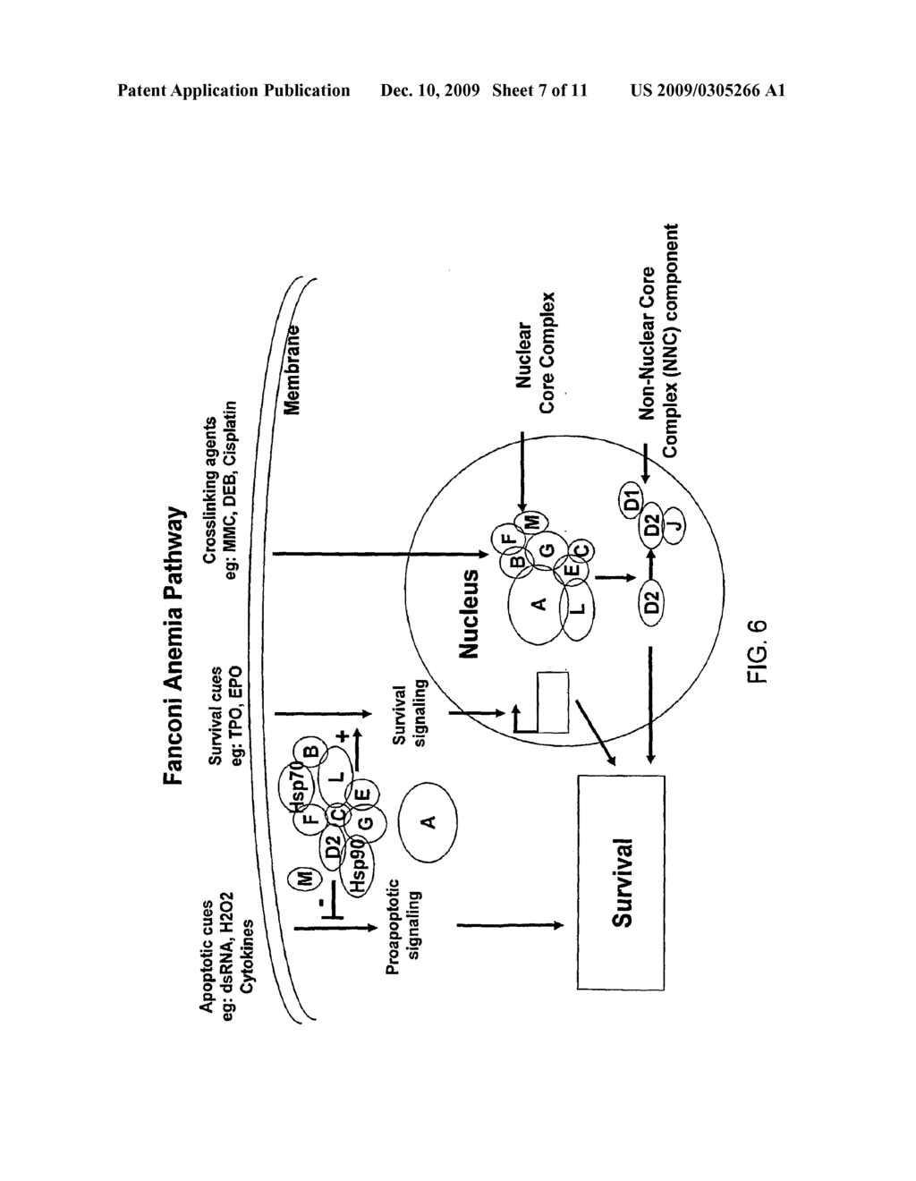 TEST FOR OVARIAN CANCER BY DETECTING ABNORMALITY IN FANCD2 PATHWAY - diagram, schematic, and image 08