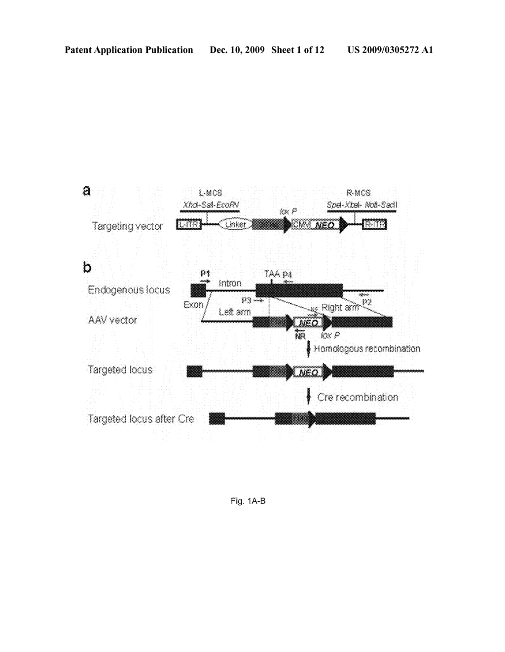 METHOD OF CHARACTERIZING ENDOGENOUS POLYNUCLEOTIDE-POLYPEPTIDE INTERACTIONS - diagram, schematic, and image 02