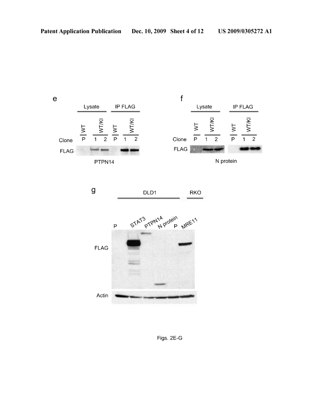 METHOD OF CHARACTERIZING ENDOGENOUS POLYNUCLEOTIDE-POLYPEPTIDE INTERACTIONS - diagram, schematic, and image 05