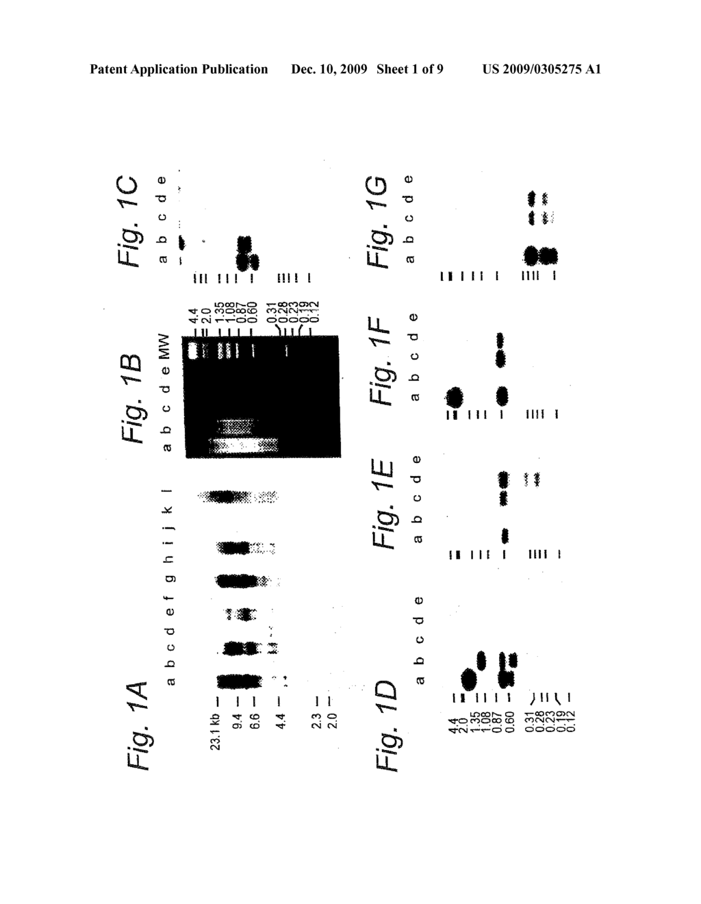 DNAs AND PROTEINS OR PEPTIDES SPECIFIC TO BACTERIA OF THE SPECIES NEISSERIA MENINGITIDIS, PROCESS FOR OBTAINING THEM AND THEIR BIOLOGICAL USES - diagram, schematic, and image 02