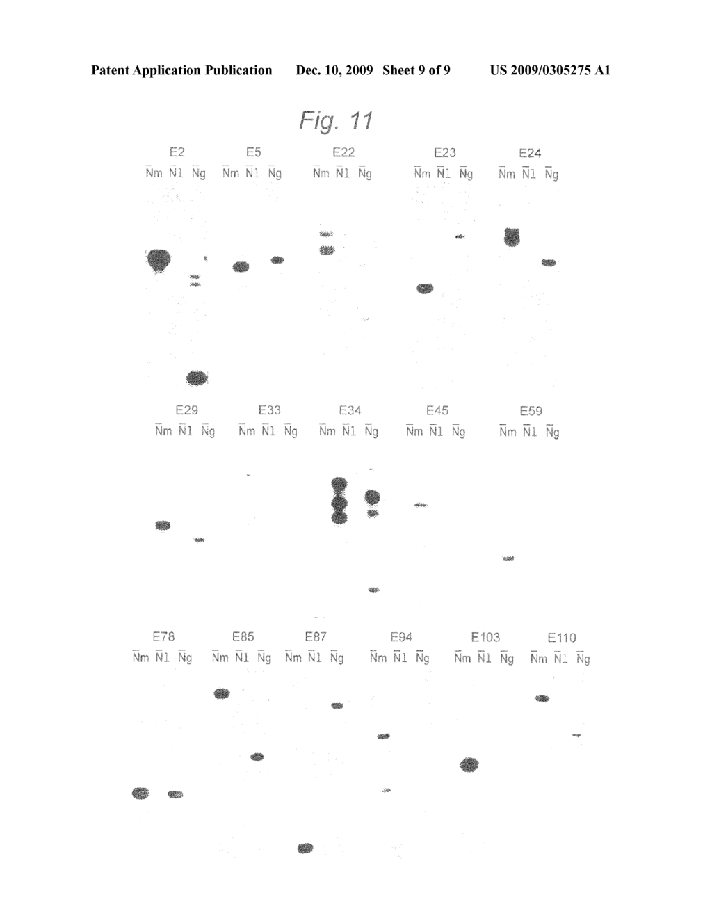 DNAs AND PROTEINS OR PEPTIDES SPECIFIC TO BACTERIA OF THE SPECIES NEISSERIA MENINGITIDIS, PROCESS FOR OBTAINING THEM AND THEIR BIOLOGICAL USES - diagram, schematic, and image 10