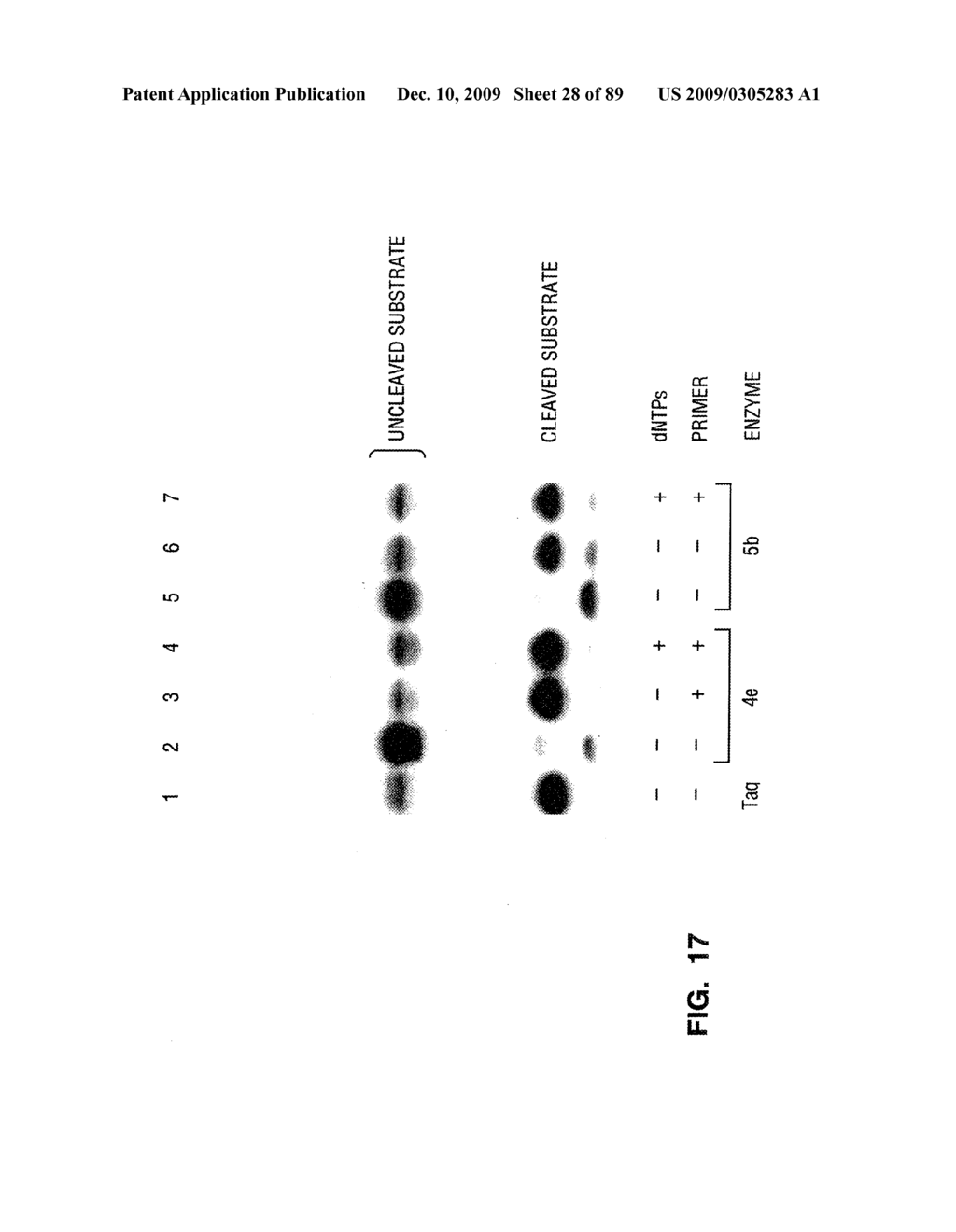 CLEAVAGE OF NUCLEIC ACIDS - diagram, schematic, and image 29