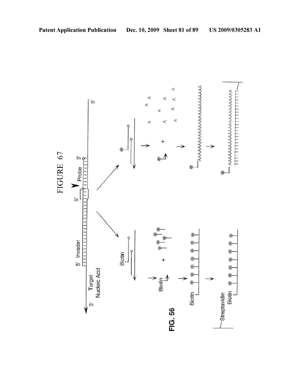 CLEAVAGE OF NUCLEIC ACIDS - diagram, schematic, and image 82