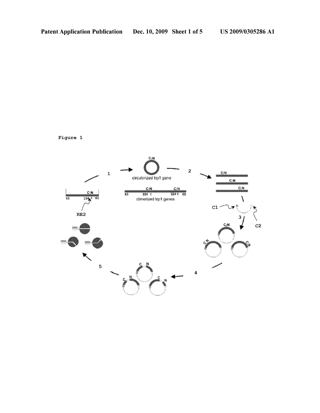 Method for the Identification of Suitable Fragmentation Sites in a Reporter Protein - diagram, schematic, and image 02