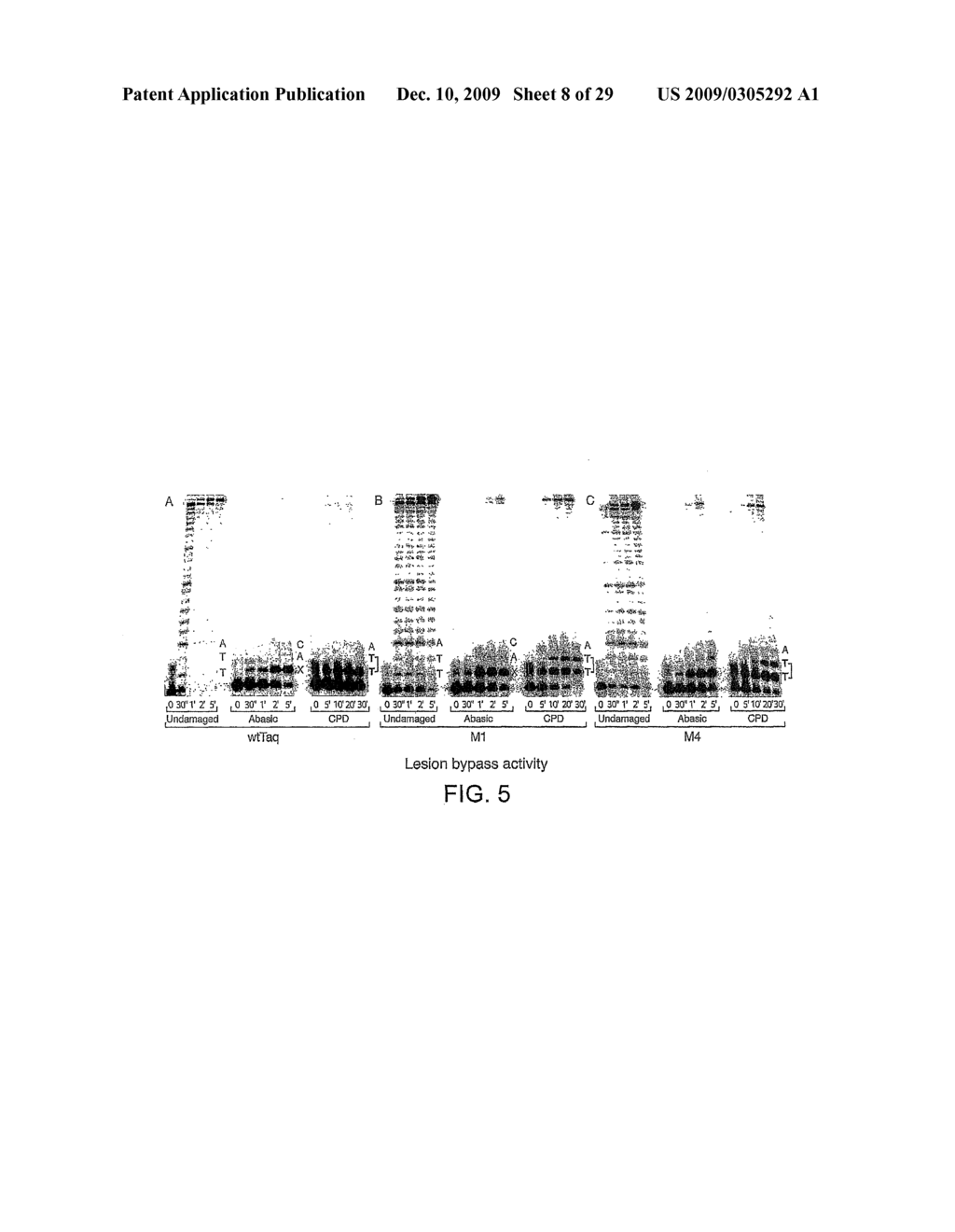 DNA POLYMERASE - diagram, schematic, and image 09