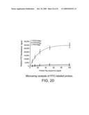 DNA POLYMERASE diagram and image