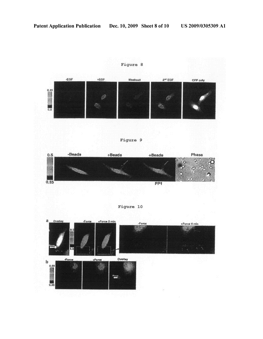 Methods and Compositions for Detecting Neoplastic Cells - diagram, schematic, and image 09