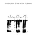 Solubilization and Purification of a Target Protein fused to a Mutant Maltose-Binding Protein diagram and image