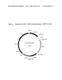 Pichia Pastoris P1R1 Secretion Signal Peptide for Recombinant Protein Expression and Pichia Pastoris P1R1 and P1R2 Anchor Domain Peptides for Recombinant Surface Display diagram and image