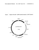 Pichia Pastoris P1R1 Secretion Signal Peptide for Recombinant Protein Expression and Pichia Pastoris P1R1 and P1R2 Anchor Domain Peptides for Recombinant Surface Display diagram and image