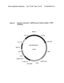 Pichia Pastoris P1R1 Secretion Signal Peptide for Recombinant Protein Expression and Pichia Pastoris P1R1 and P1R2 Anchor Domain Peptides for Recombinant Surface Display diagram and image