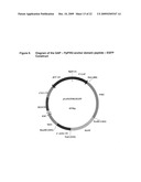 Pichia Pastoris P1R1 Secretion Signal Peptide for Recombinant Protein Expression and Pichia Pastoris P1R1 and P1R2 Anchor Domain Peptides for Recombinant Surface Display diagram and image