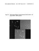 Pichia Pastoris P1R1 Secretion Signal Peptide for Recombinant Protein Expression and Pichia Pastoris P1R1 and P1R2 Anchor Domain Peptides for Recombinant Surface Display diagram and image