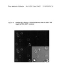 Pichia Pastoris P1R1 Secretion Signal Peptide for Recombinant Protein Expression and Pichia Pastoris P1R1 and P1R2 Anchor Domain Peptides for Recombinant Surface Display diagram and image