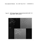 Pichia Pastoris P1R1 Secretion Signal Peptide for Recombinant Protein Expression and Pichia Pastoris P1R1 and P1R2 Anchor Domain Peptides for Recombinant Surface Display diagram and image