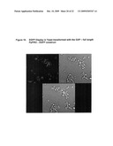 Pichia Pastoris P1R1 Secretion Signal Peptide for Recombinant Protein Expression and Pichia Pastoris P1R1 and P1R2 Anchor Domain Peptides for Recombinant Surface Display diagram and image