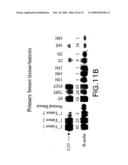 Gene Differentially Expressed in Breast and Bladder Cancer and Encoded Polypeptides diagram and image