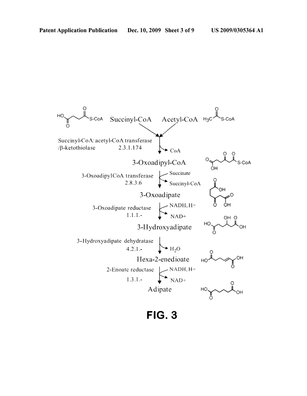 MICROORGANISMS FOR THE PRODUCTION OF ADIPIC ACID AND OTHER COMPOUNDS - diagram, schematic, and image 04