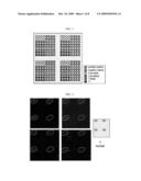 DNA CHIP FOR DIAGNOSIS OF CORNEAL DYSTROPHY diagram and image