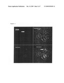 Liposome Capable of Effective Delivery of Given Substance Into Nucleus diagram and image