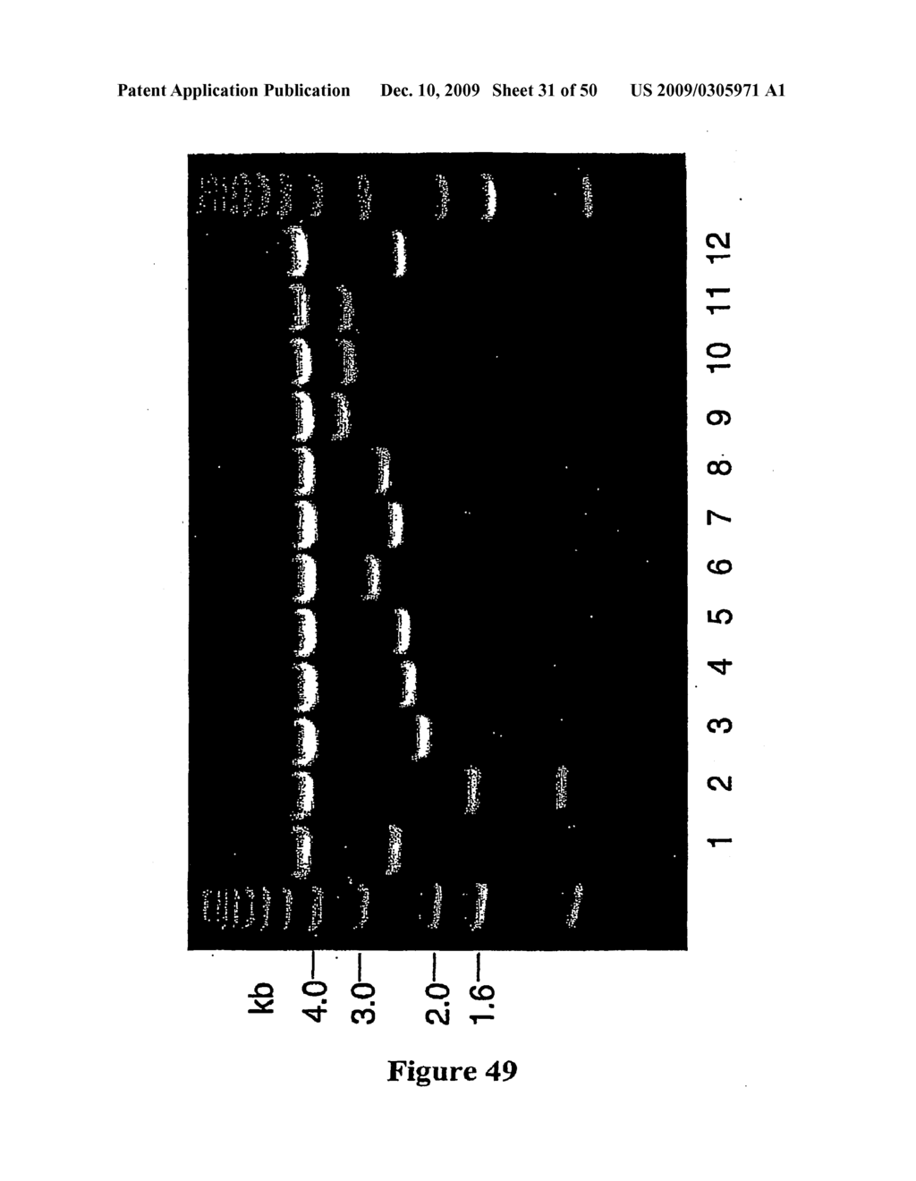 Nogo-B Receptor - diagram, schematic, and image 32