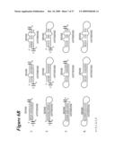 RNA INTERFERENCE MEDIATED INHIBITION OF HEPATITIS C VIRUS (HCV) EXPRESSION USING SHORT INTERFERING NUCLEIC ACID (siNA) diagram and image