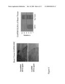 NOVEL COMPOSITIONS FOR THE IN VIVO DELIVERY OF RNAI AGENTS diagram and image