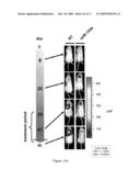 NOVEL COMPOSITIONS FOR THE IN VIVO DELIVERY OF RNAI AGENTS diagram and image