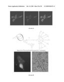 MULTIFUNCTIONAL DEGRADABLE NANOPARTICLES WITH CONTROL OVER SIZE AND FUNCTIONALITIES diagram and image