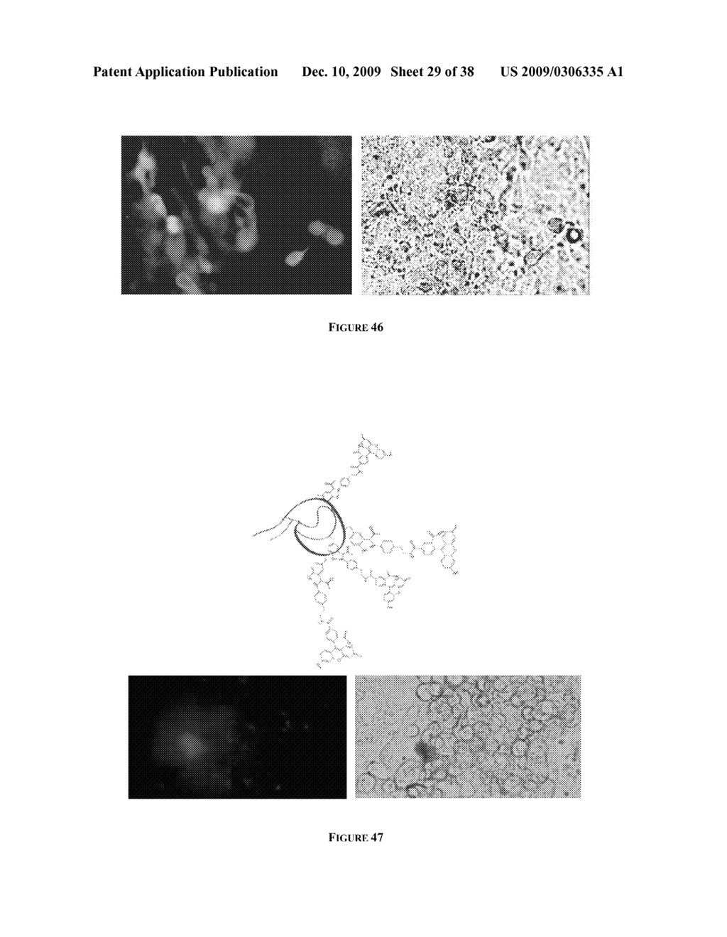 MULTIFUNCTIONAL DEGRADABLE NANOPARTICLES WITH CONTROL OVER SIZE AND FUNCTIONALITIES - diagram, schematic, and image 30