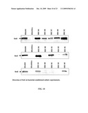 METHOD OF REDUCING THE VISCOSITY OF MUCUS diagram and image