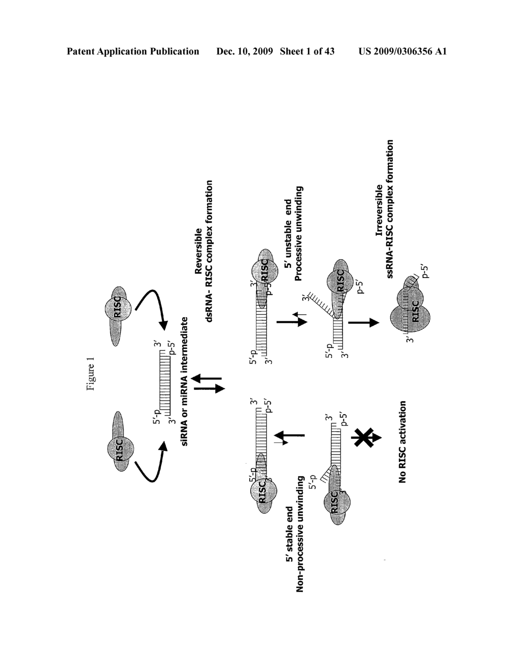 siRNA Targeting TNFalpha - diagram, schematic, and image 02