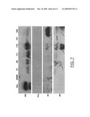 ZMTCRR-1 PLANT SIGNAL TRANSDUCTION GENE AND PROMOTER diagram and image