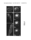 ZMTCRR-1 PLANT SIGNAL TRANSDUCTION GENE AND PROMOTER diagram and image