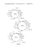 ZMTCRR-1 PLANT SIGNAL TRANSDUCTION GENE AND PROMOTER diagram and image