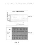 ZMTCRR-1 PLANT SIGNAL TRANSDUCTION GENE AND PROMOTER diagram and image