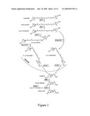 PLANTS WITH INCREASED TOLERANCE TO WATER DEFICIT diagram and image