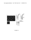 Selective Targeting of Apoptotic Cells diagram and image