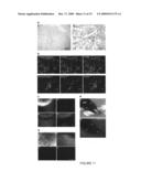 Selective Targeting of Apoptotic Cells diagram and image