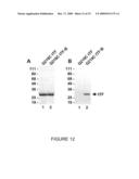 Selective Targeting of Apoptotic Cells diagram and image